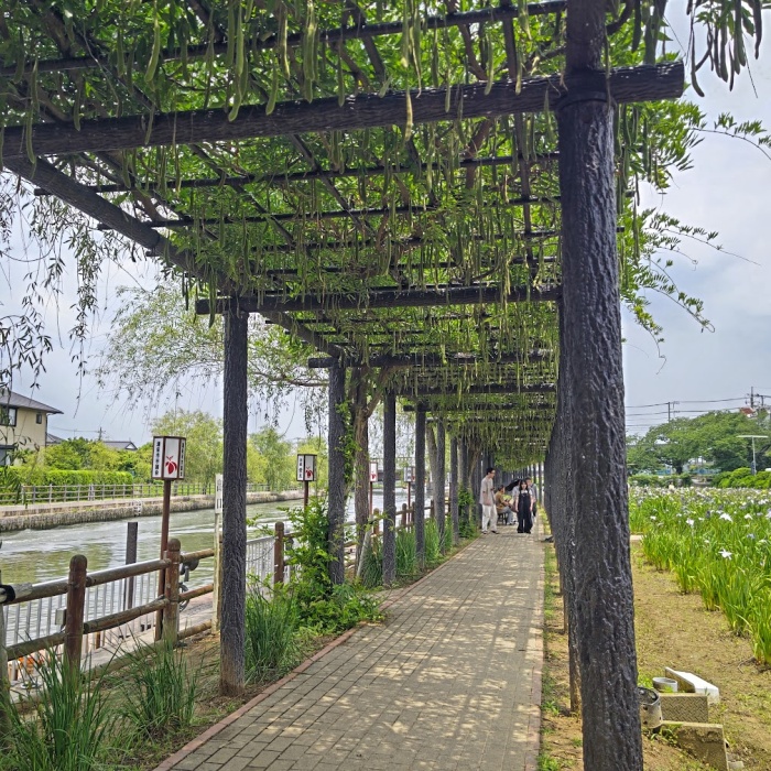 藤棚